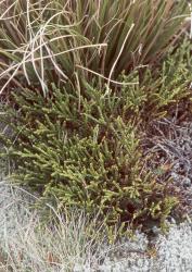 Veronica hectorii subsp. coarctata. Habit. Mt Arthur, Nelson.
 Image: M.J. Bayly © Te Papa CC-BY-NC 3.0 NZ